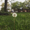 sarah_dolinsky